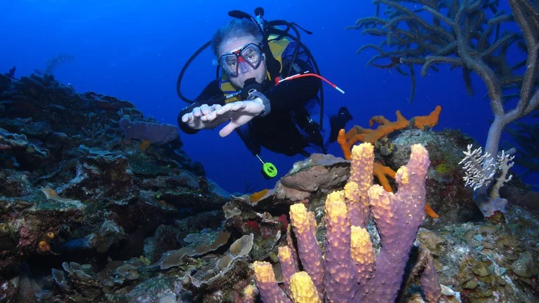 Scuba diving explorer in a wall dive